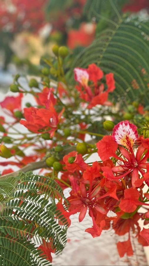 Beautiful Apartment Near The Sea And A Large Private Garden Paphos Eksteriør bilde